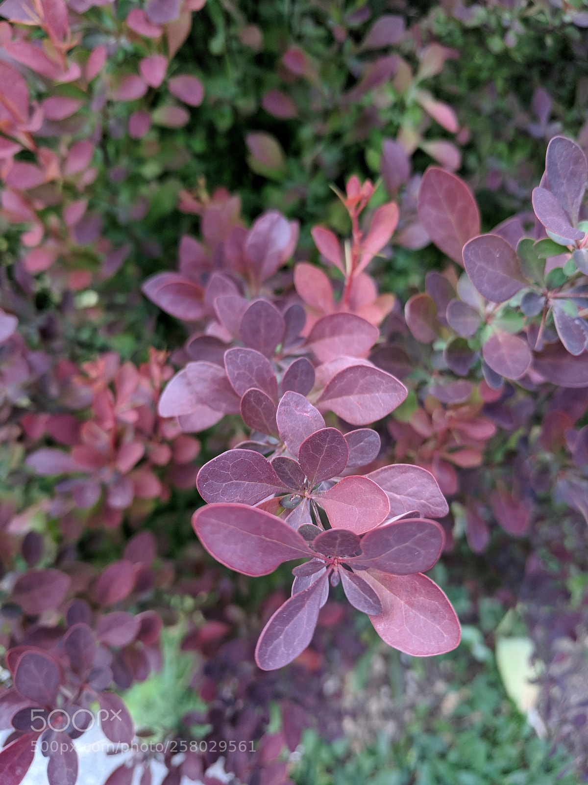 Google Pixel sample photo. Purple leaves photography