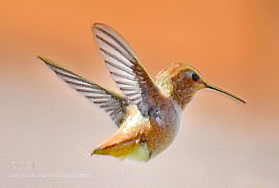 Nikon D7200 sample photo. Hummingbird flying to a photography