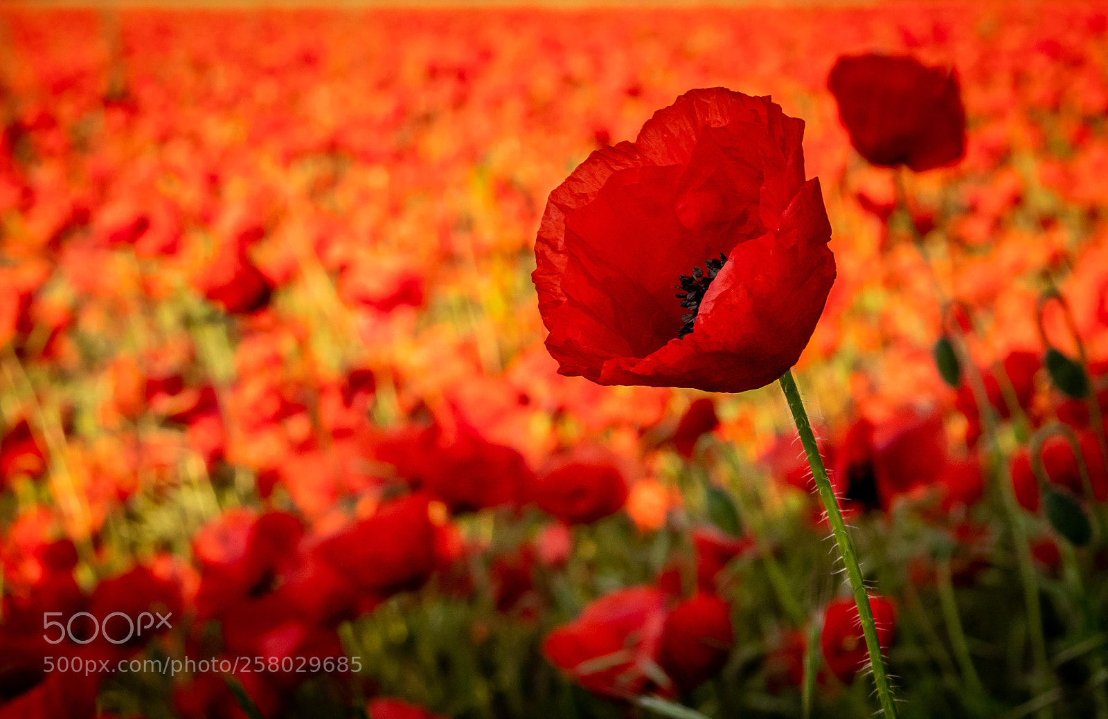Canon EOS 80D sample photo. Klatschmohn photography