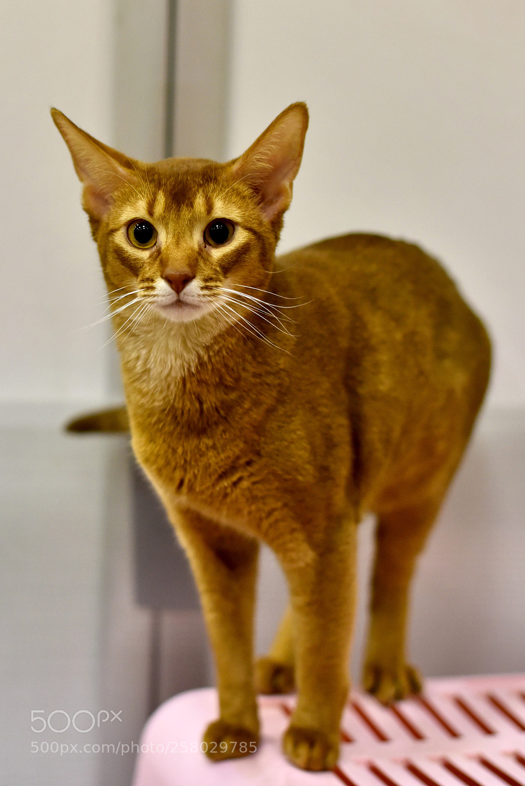 Nikon D750 sample photo. Abyssinian cat photography