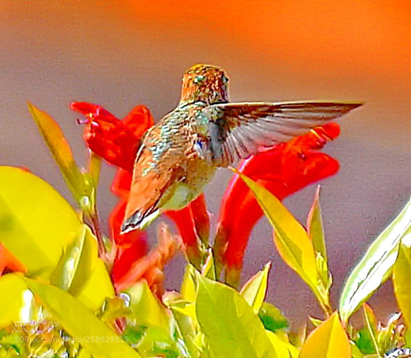Nikon D7200 sample photo. Hummingbird flying to a photography