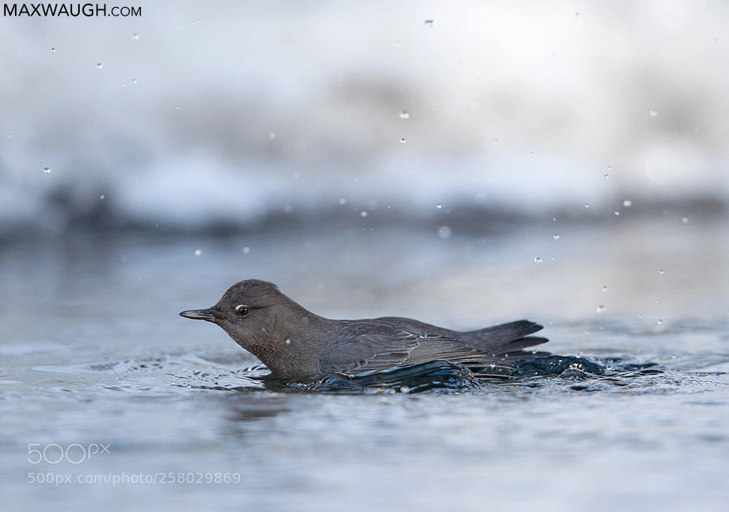 Canon EOS-1D X Mark II sample photo. American dipper photography