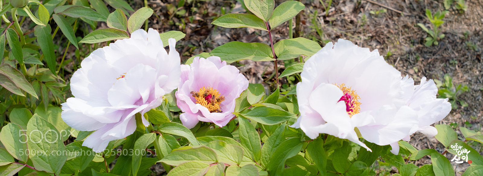 Fujifilm X-T2 sample photo. Triple photography