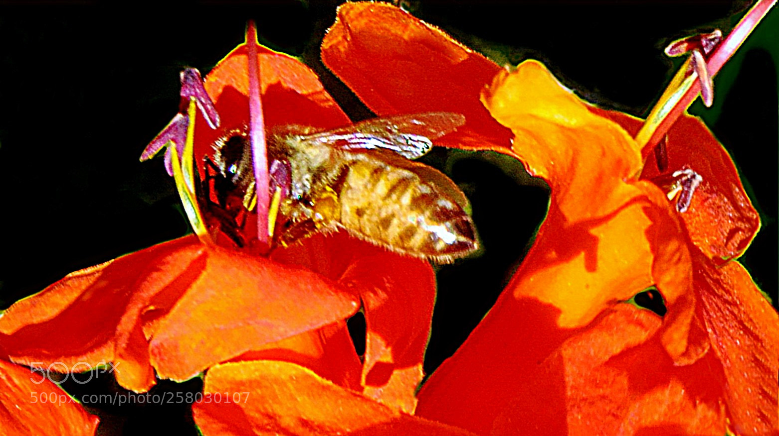 Canon PowerShot SX50 HS sample photo. Bee flying to a photography