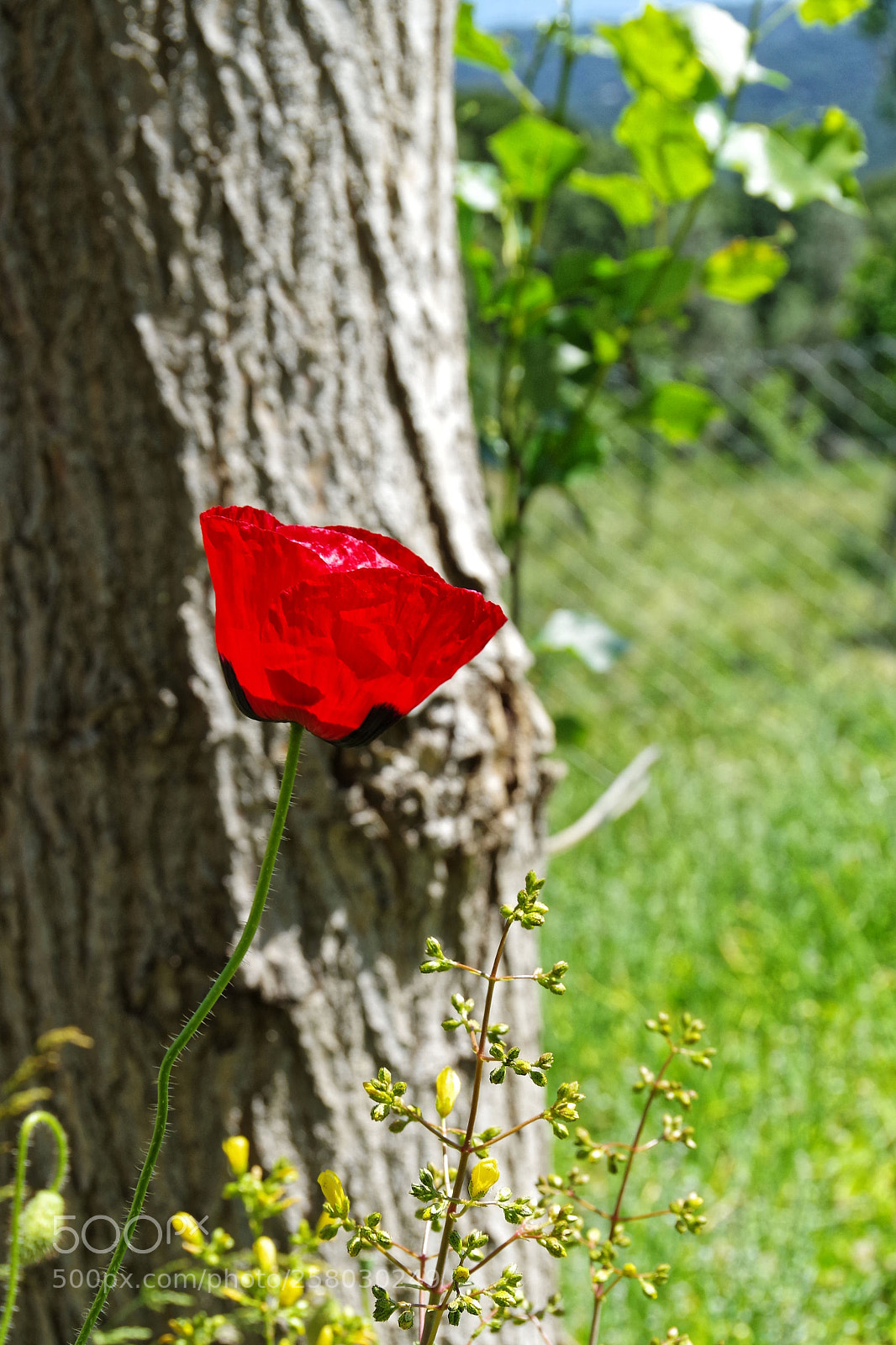 Pentax K-S2 sample photo. Untitled photography