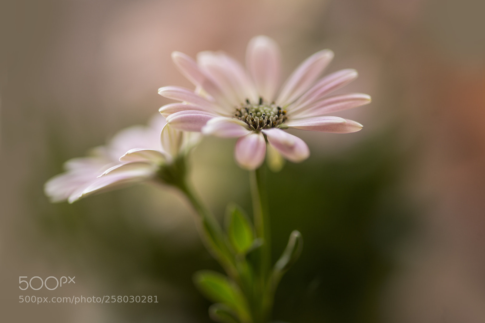 Canon EOS 6D sample photo. Flower photography