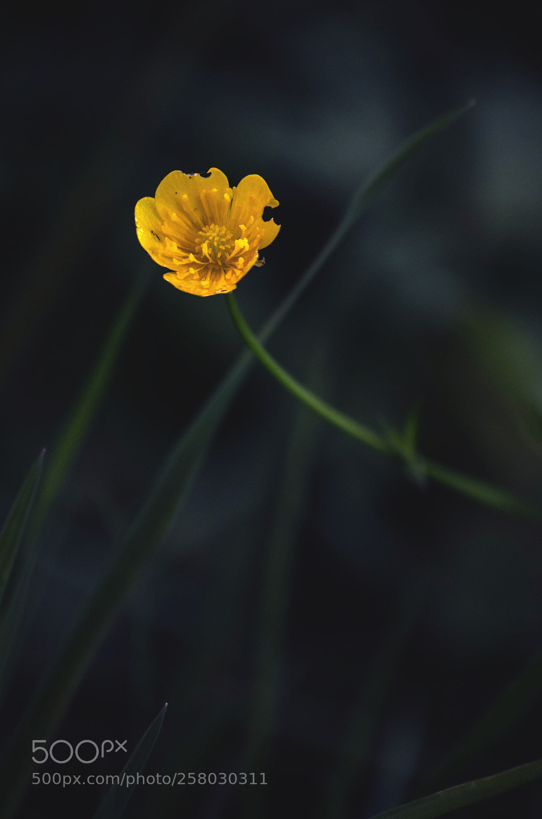 Pentax K-5 sample photo. Sun from the darkness photography
