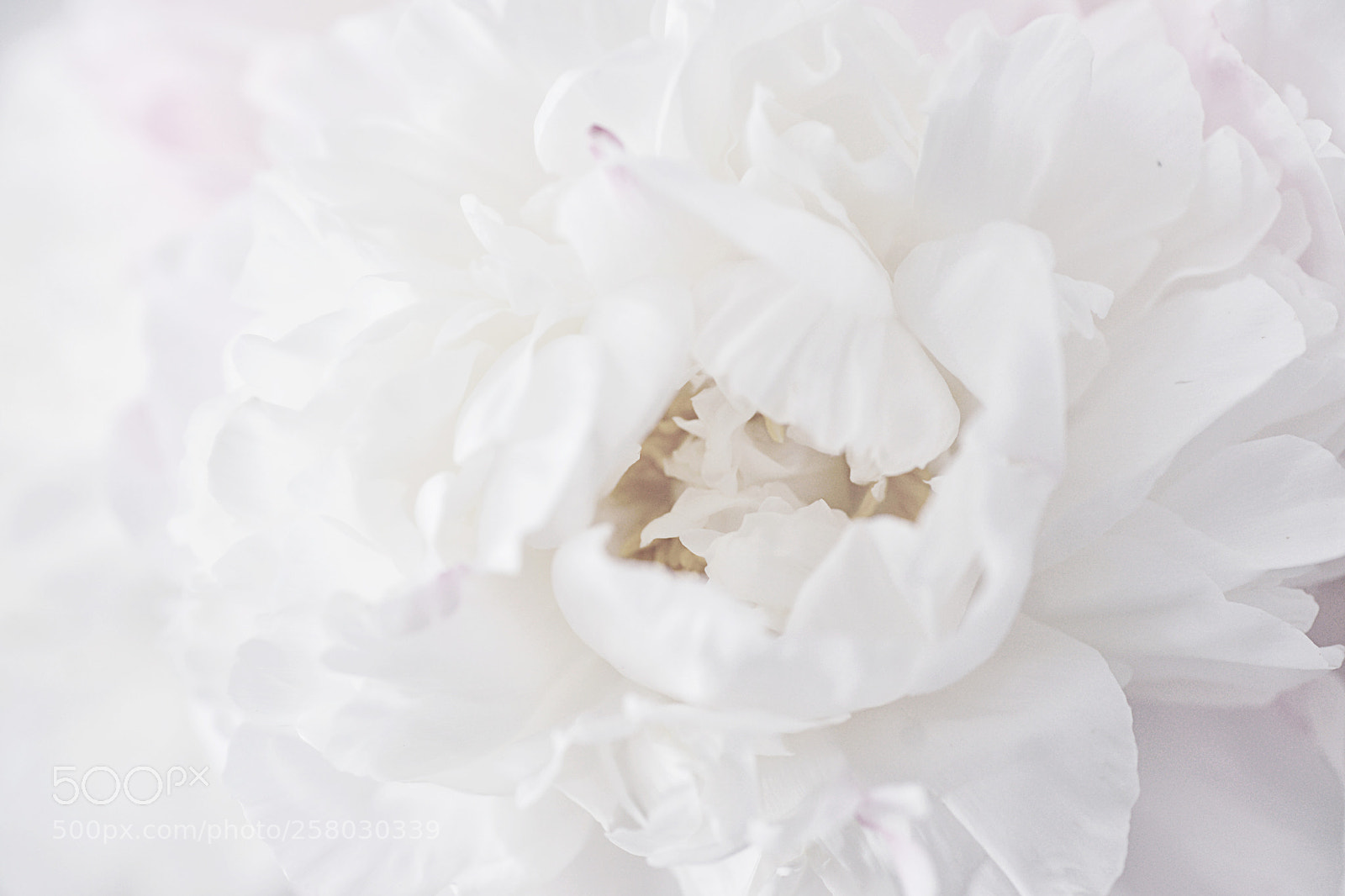 Sony Alpha DSLR-A850 sample photo. Peony beauty photography