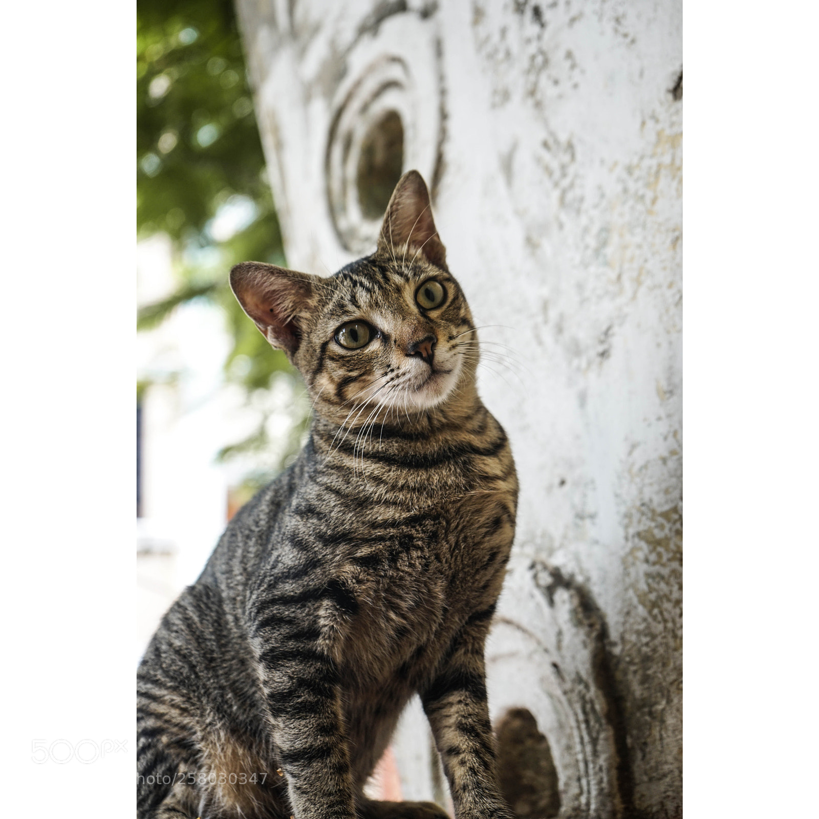 Sony a7 II sample photo. A photogenic street cat photography