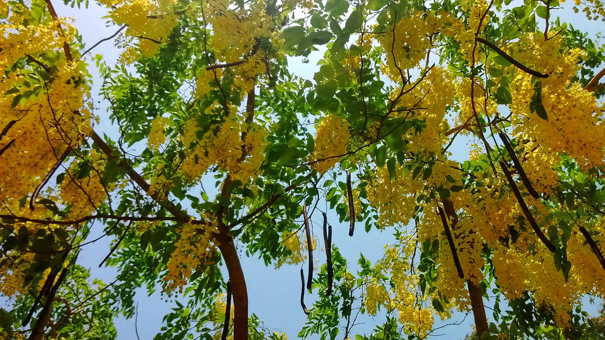 Motorola Moto X Play sample photo. Yellow flower s photography
