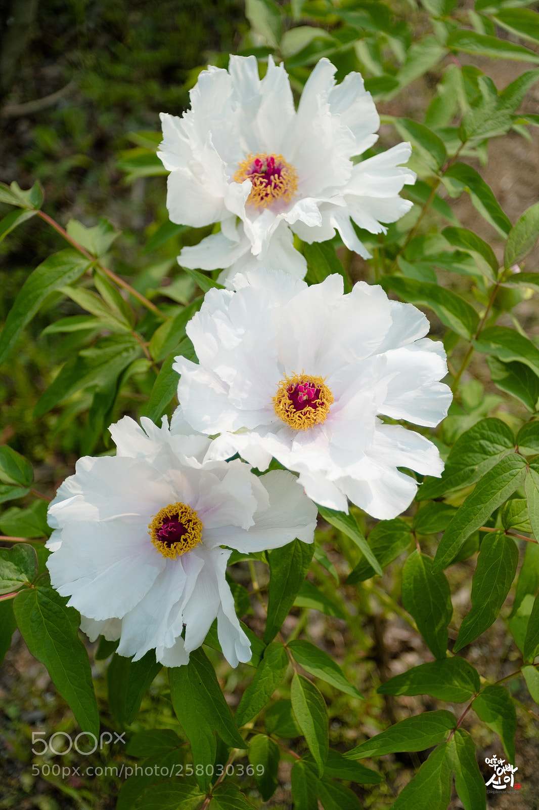 Fujifilm X-T2 sample photo. Three paeonia photography