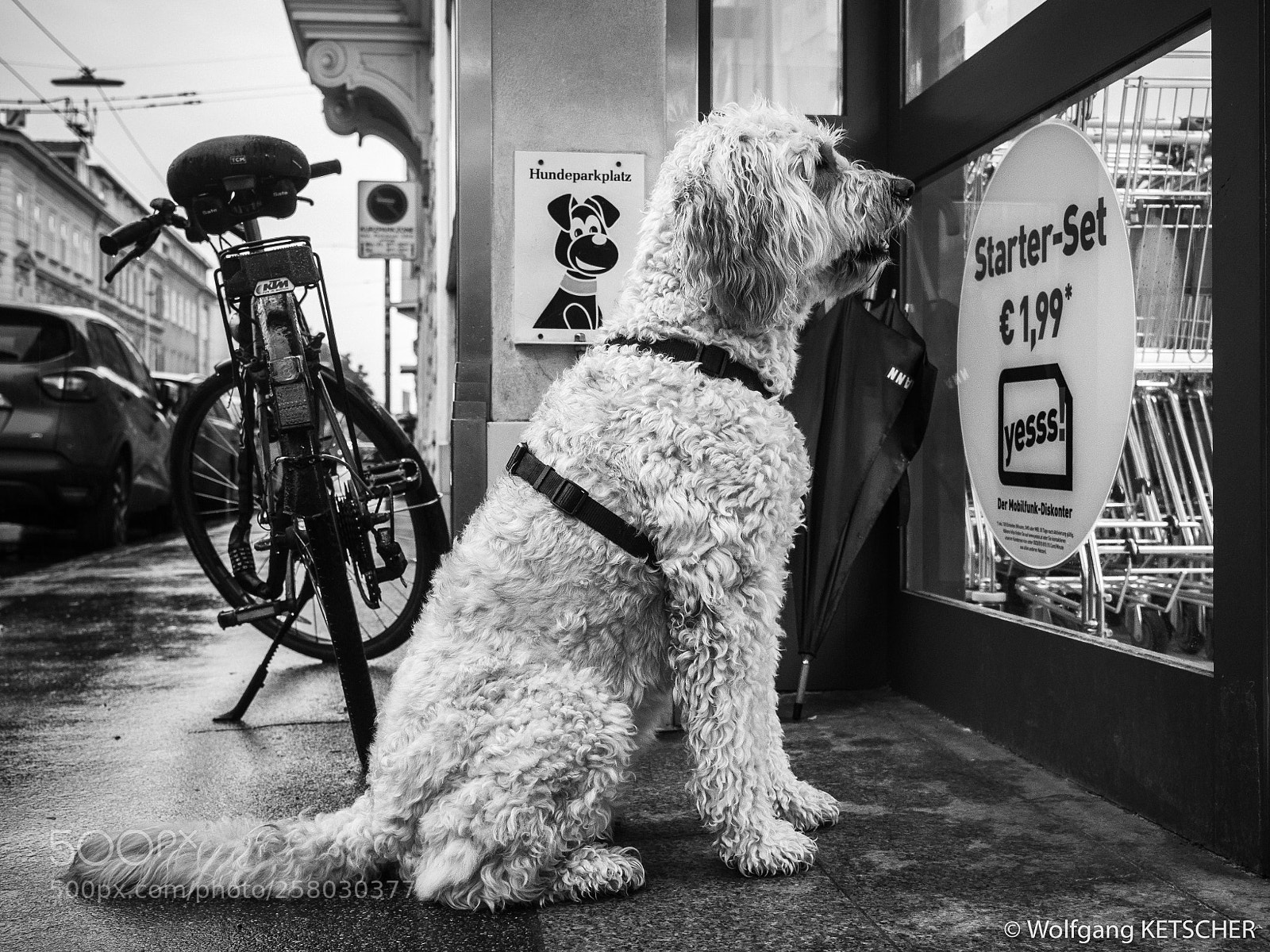 Olympus OM-D E-M1 Mark II sample photo. Dog parking photography