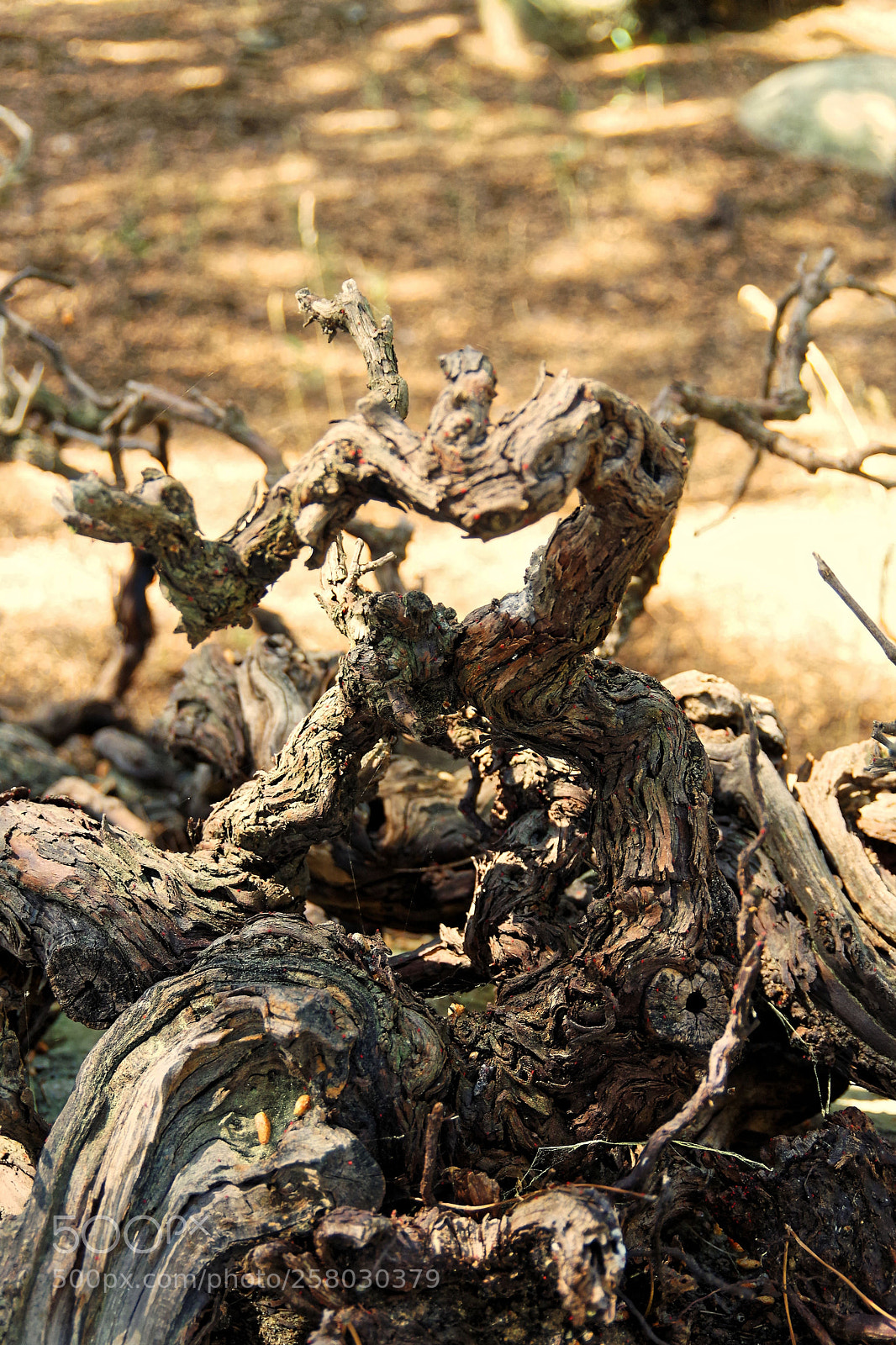 Pentax K-S2 sample photo. Untitled photography