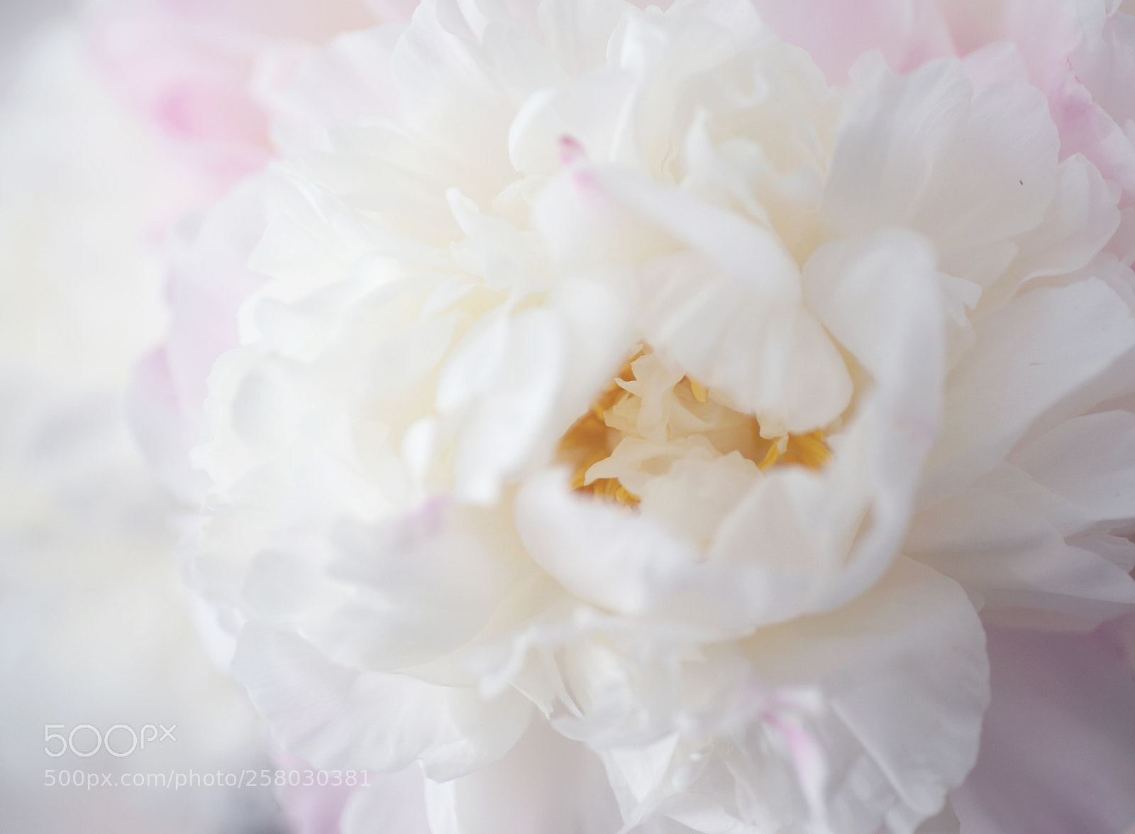 Sony Alpha DSLR-A850 sample photo. Peony study photography