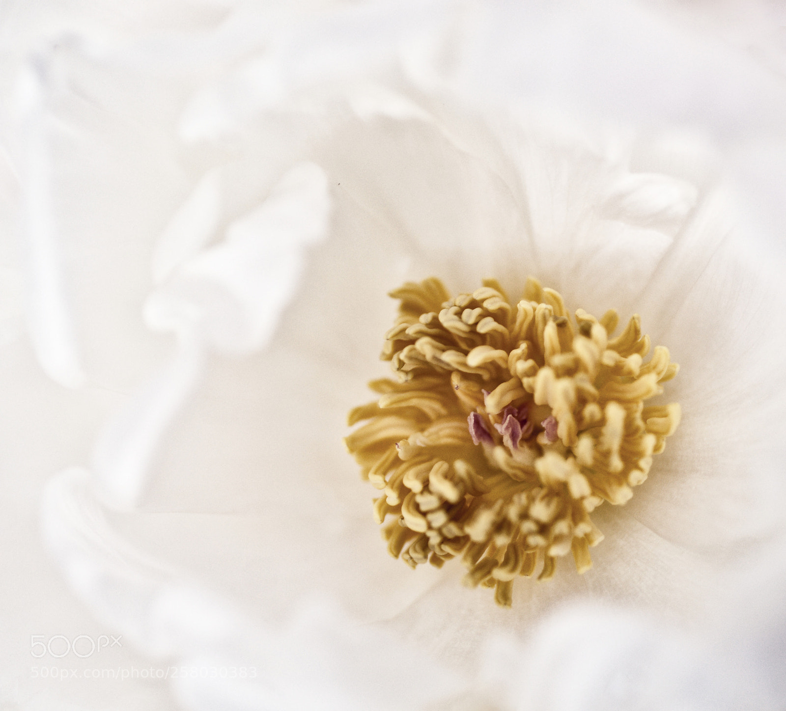 Sony Alpha DSLR-A850 sample photo. Peony close up photography