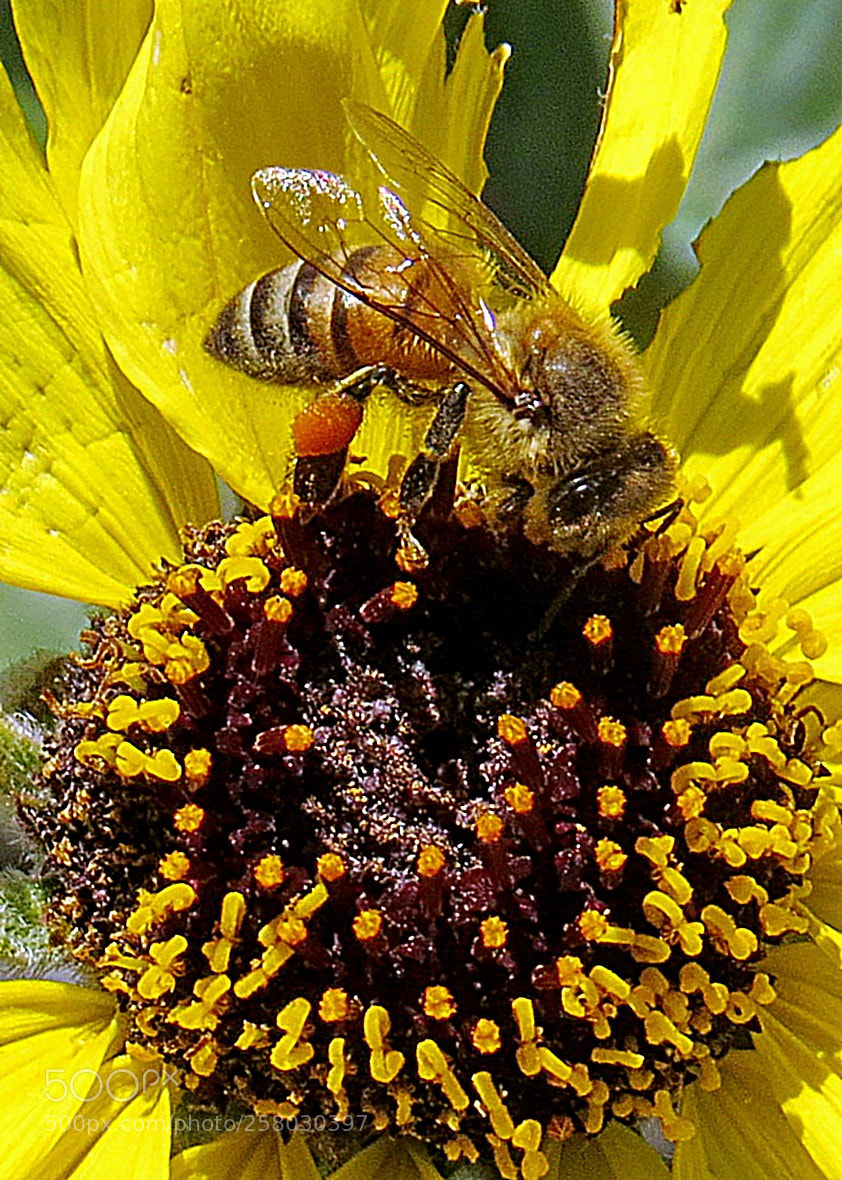 Canon PowerShot SX50 HS sample photo. A bee enjoying a photography
