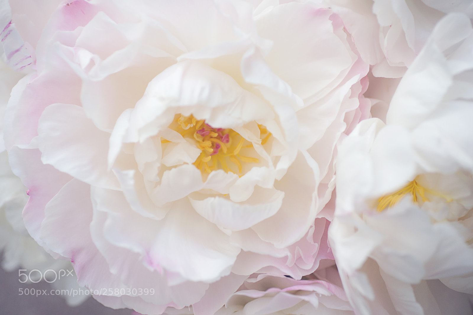 Sony Alpha DSLR-A850 sample photo. Peonies photography