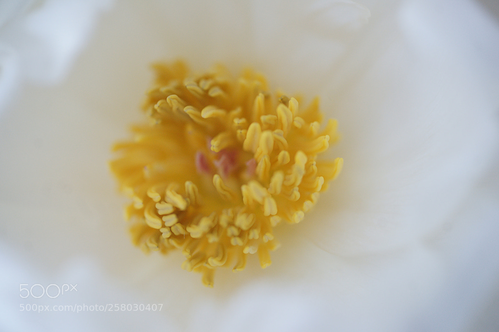 Sony Alpha DSLR-A850 sample photo. Peony 3 photography