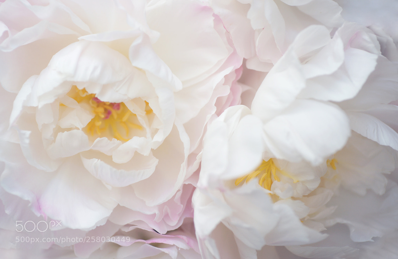 Sony Alpha DSLR-A850 sample photo. Peony 1 photography