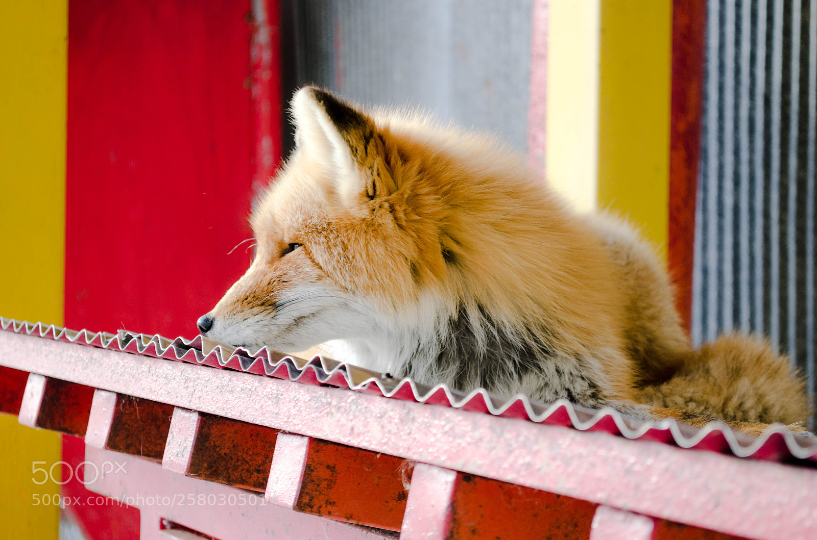 Nikon D5100 sample photo. Fox photography