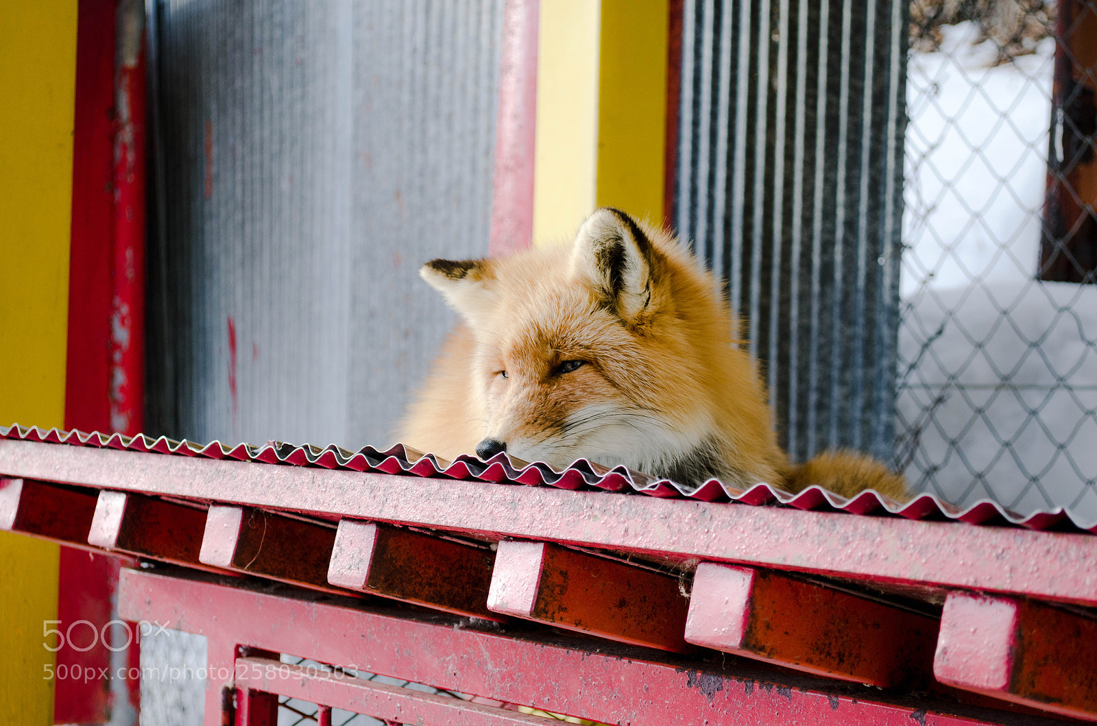 Nikon D5100 sample photo. Fox photography