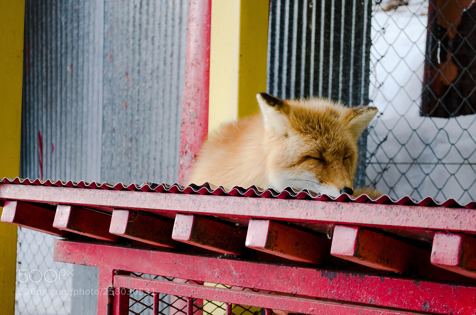 Nikon D5100 sample photo. Fox photography