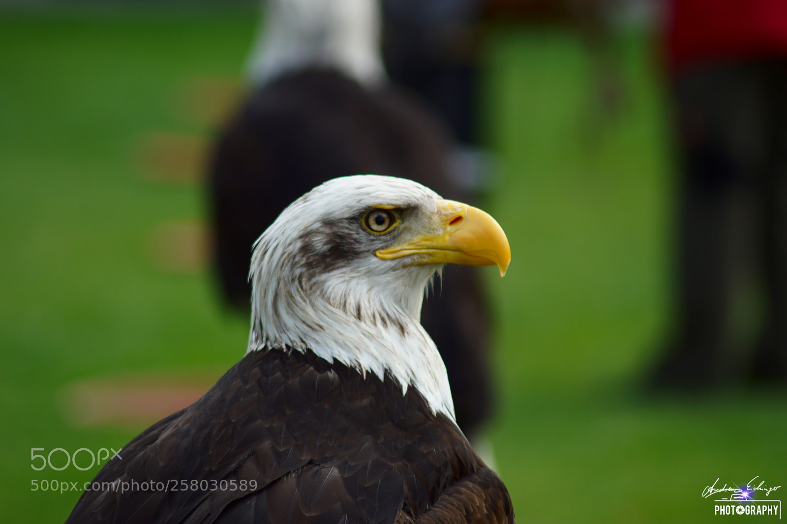 Sony SLT-A68 sample photo. Andreas eichinger photography photography