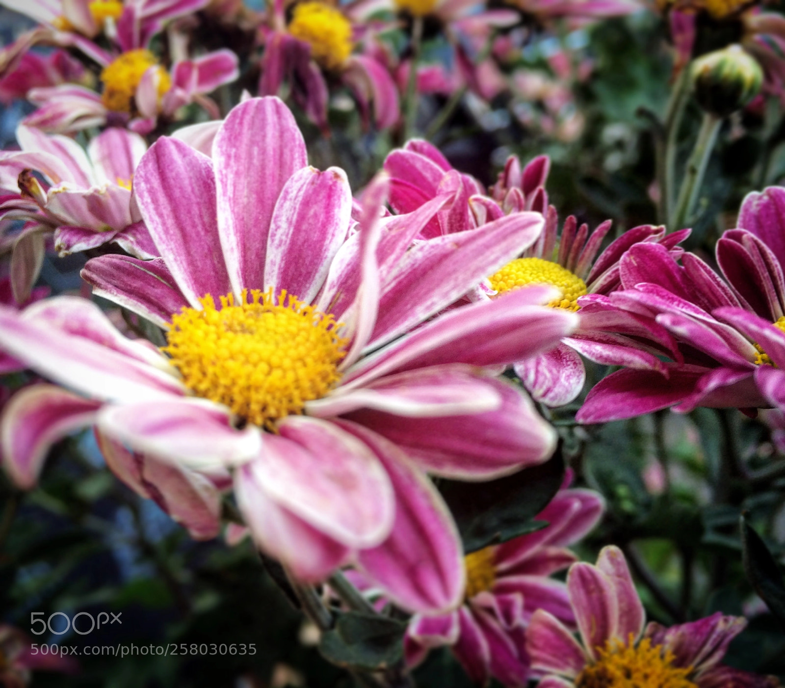 Apple iPhone 5s sample photo. Margaritas  photography