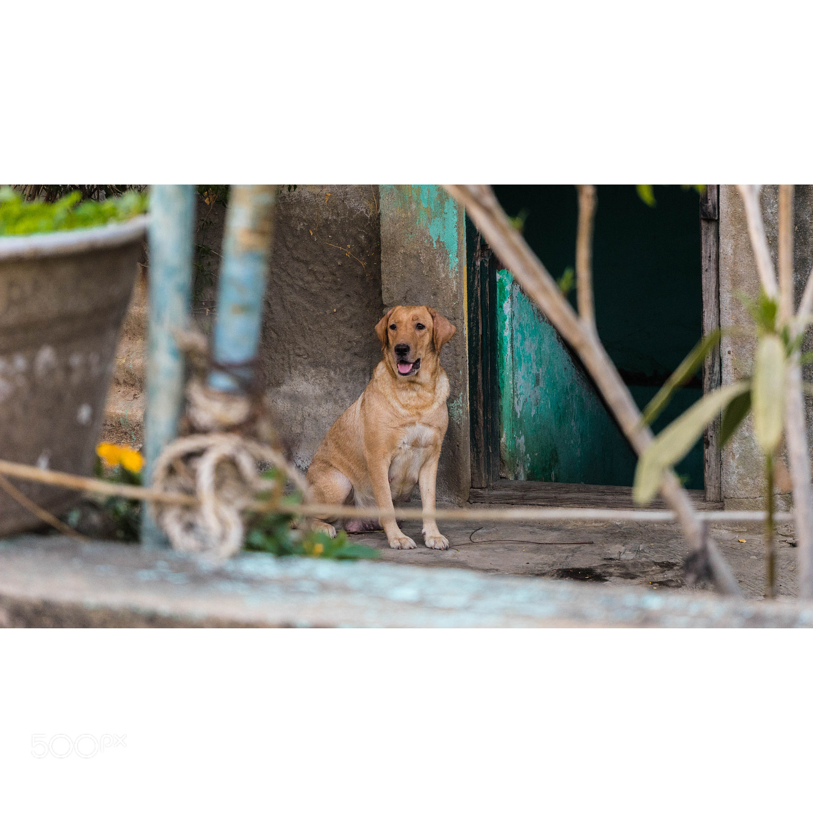 Sony a7 II sample photo. My friendly neighbor photography