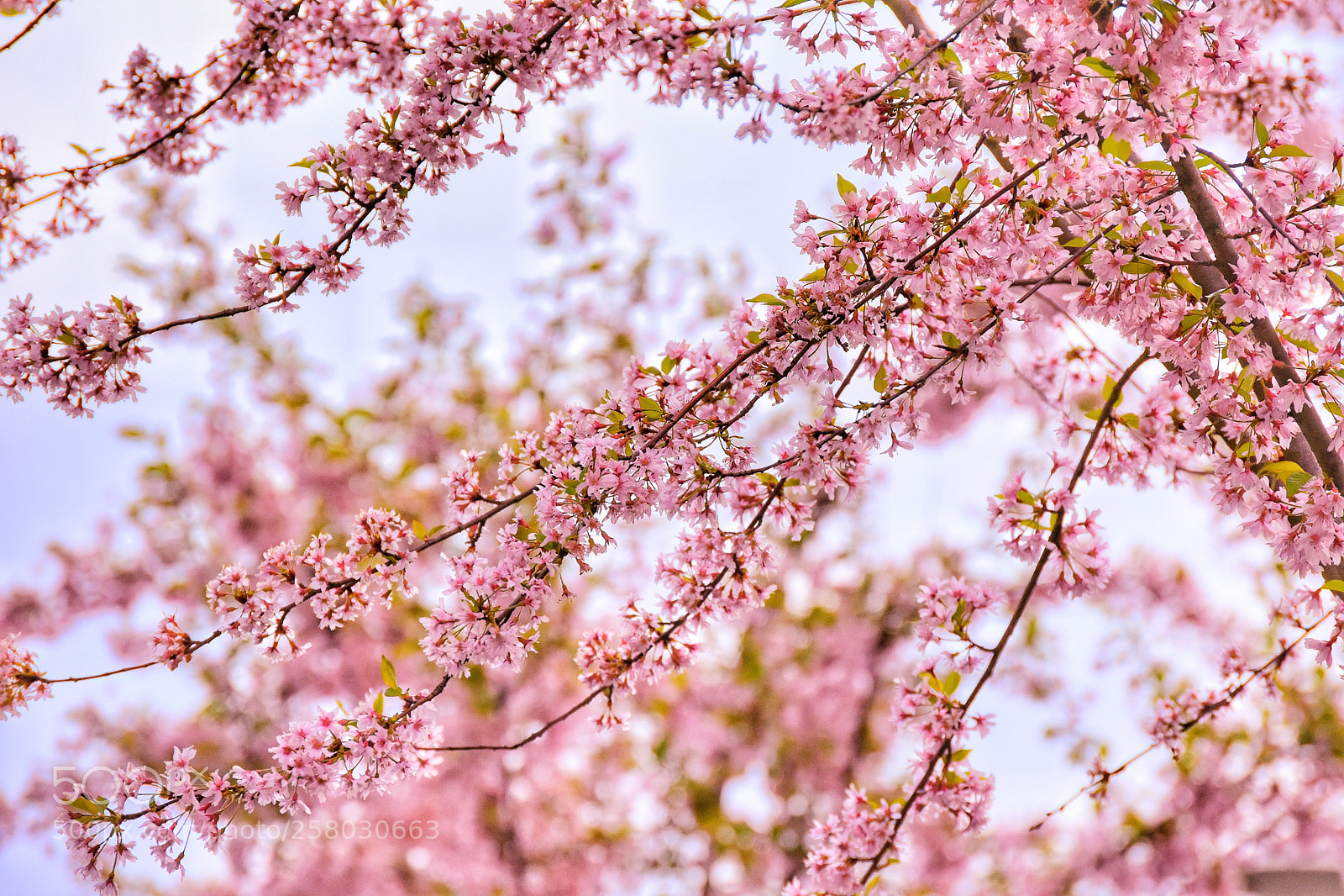 Nikon D3400 sample photo. Spring photography