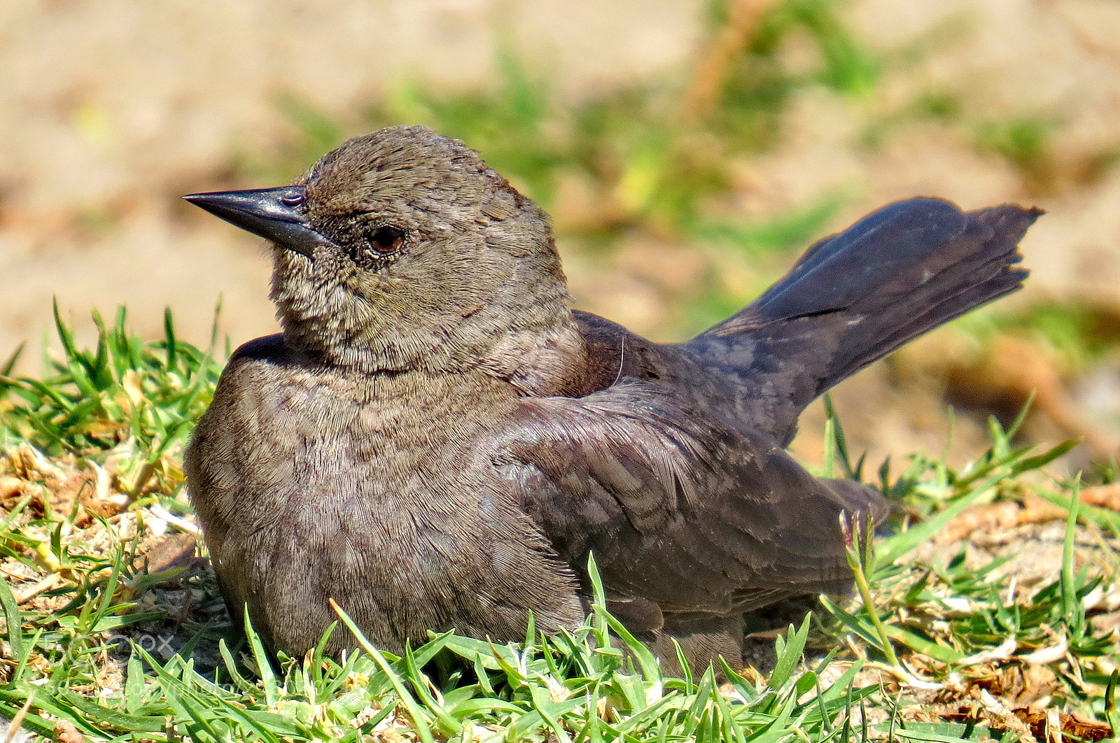 Canon PowerShot SX50 HS sample photo. A bird sitting in photography