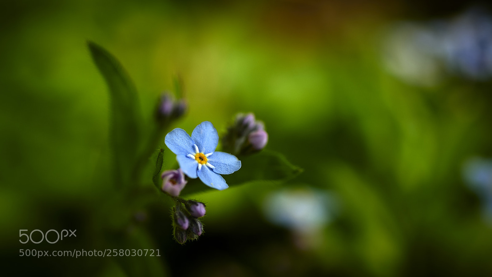 Nikon D850 sample photo. Colourful photography