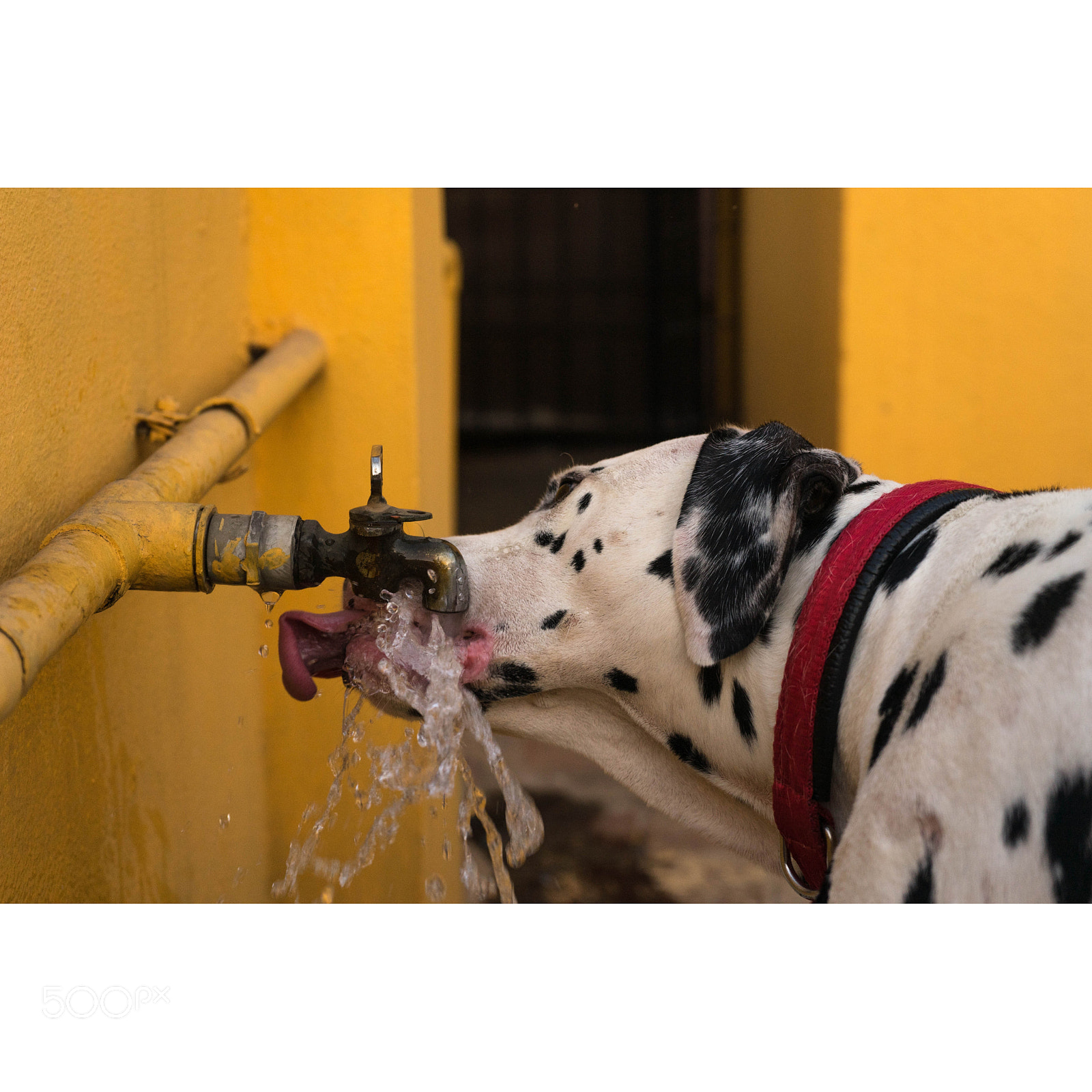 Sony a7 II sample photo. Dalmatian's direct feed photography