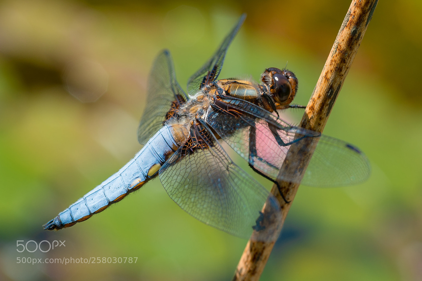 Nikon D4S sample photo. Beautiful blue dragonfly macro photography