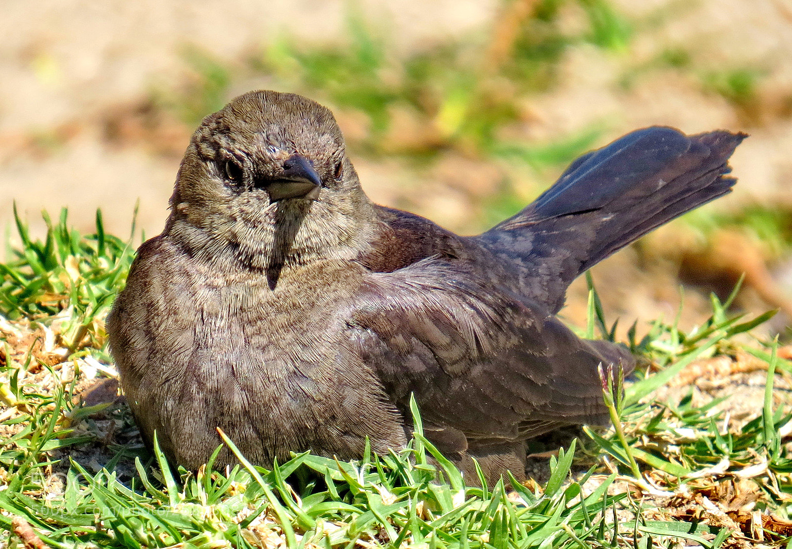 Canon PowerShot SX50 HS sample photo. A bird sitting in photography