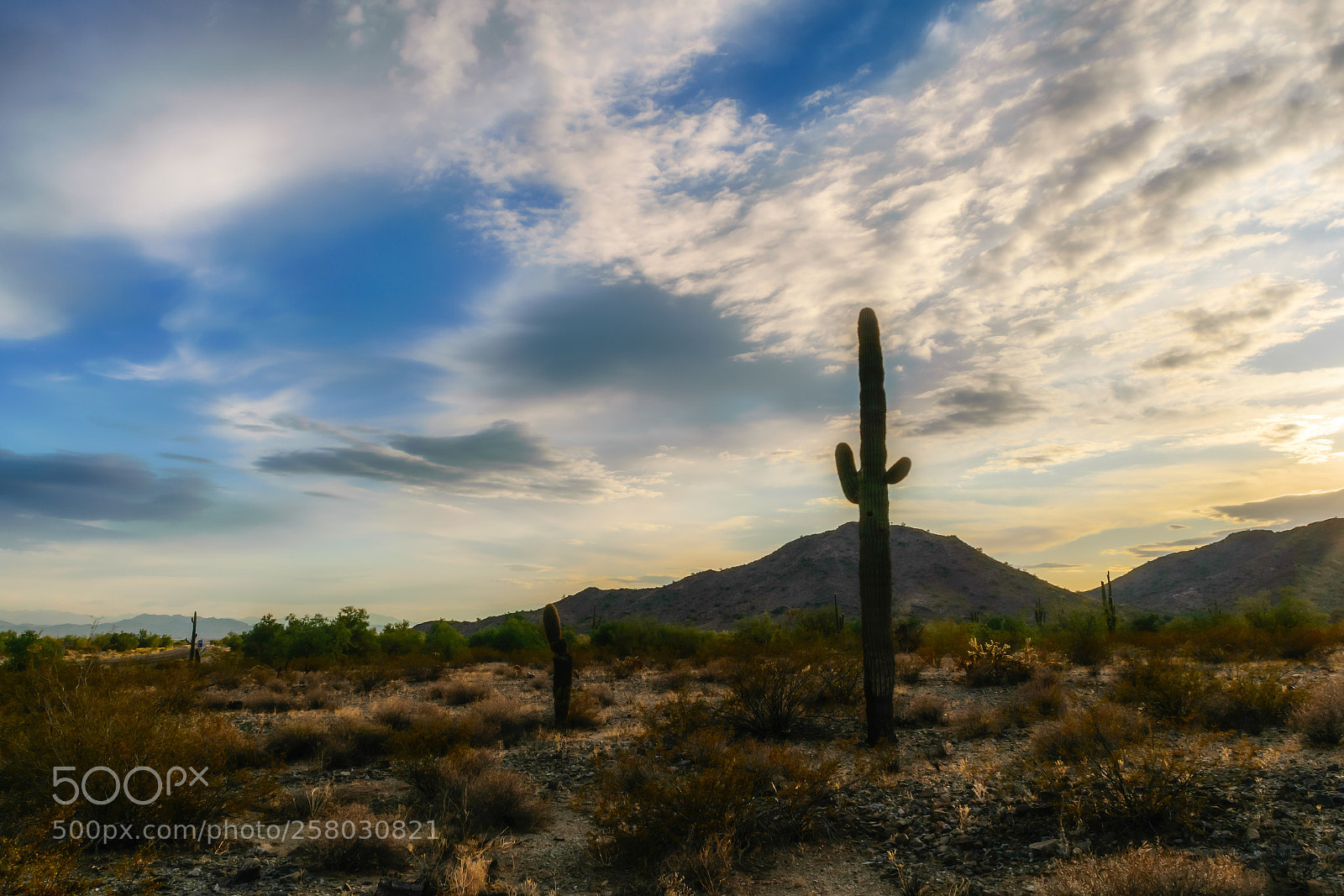 Nikon D5300 sample photo. Saguaro in the desert photography
