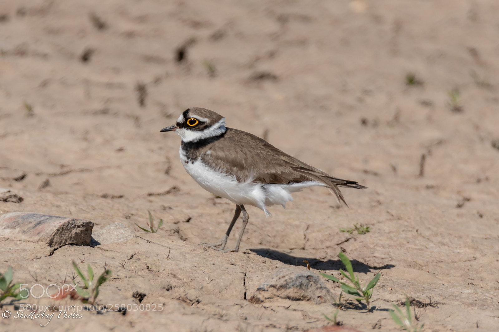 Canon EOS 80D sample photo. Little ringed plover photography