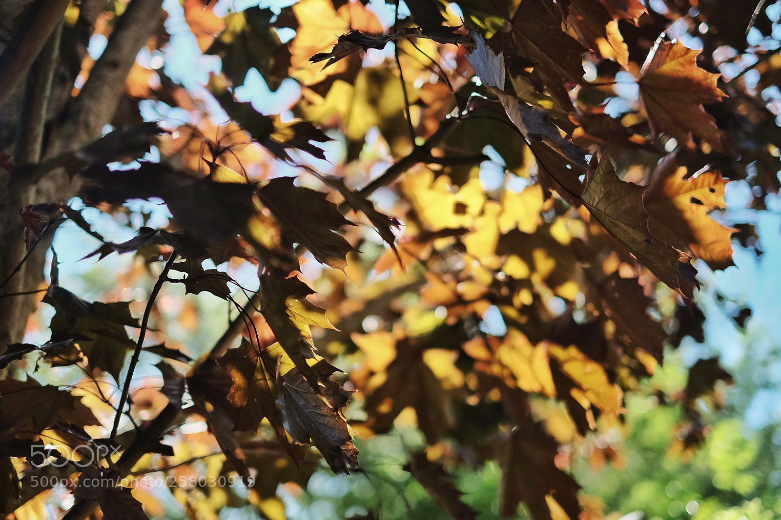 Fujifilm X-T10 sample photo. Untitled photography