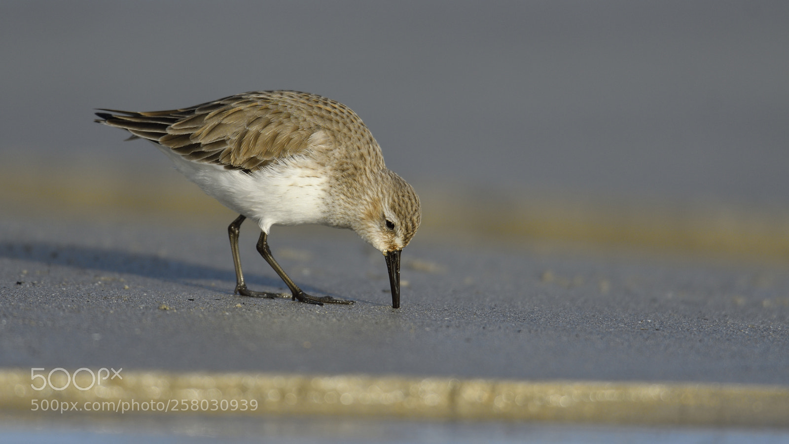 Nikon D500 sample photo. Calidris alba photography