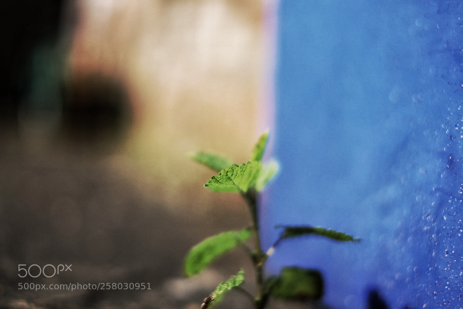 Fujifilm X-T10 sample photo. Bokeh photography