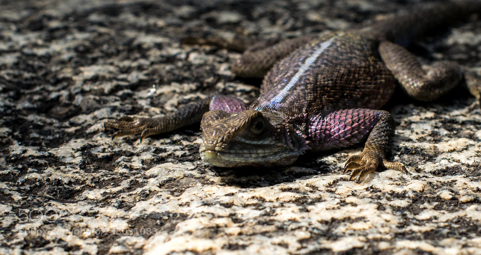 Nikon D5300 sample photo. Camouflage photography