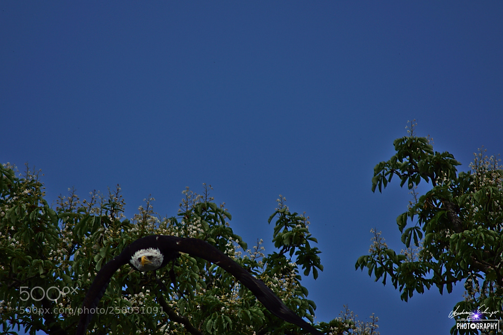 Sony SLT-A68 sample photo. Andreas eichinger photography photography