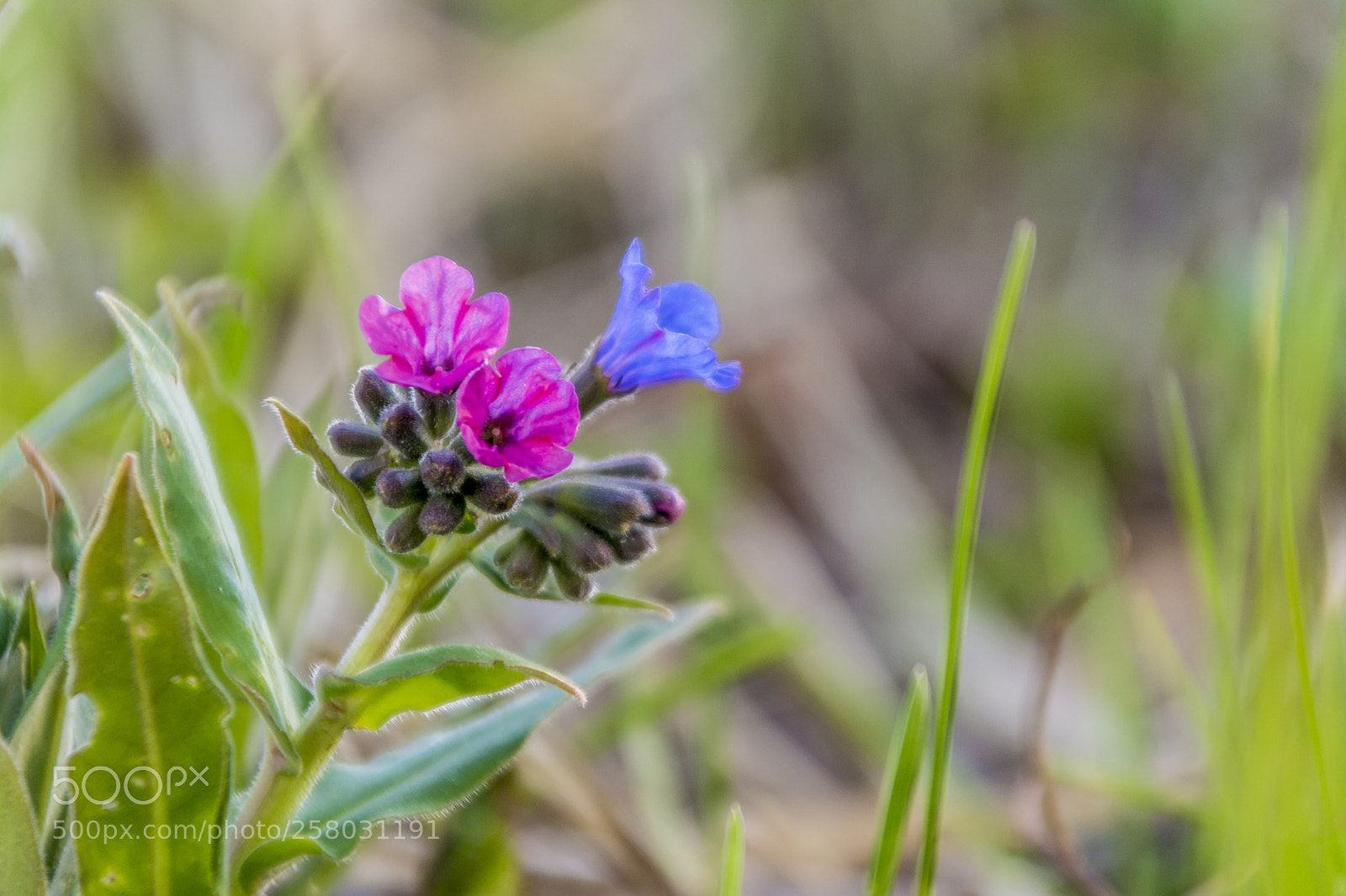Nikon D5200 sample photo. Lungwort photography