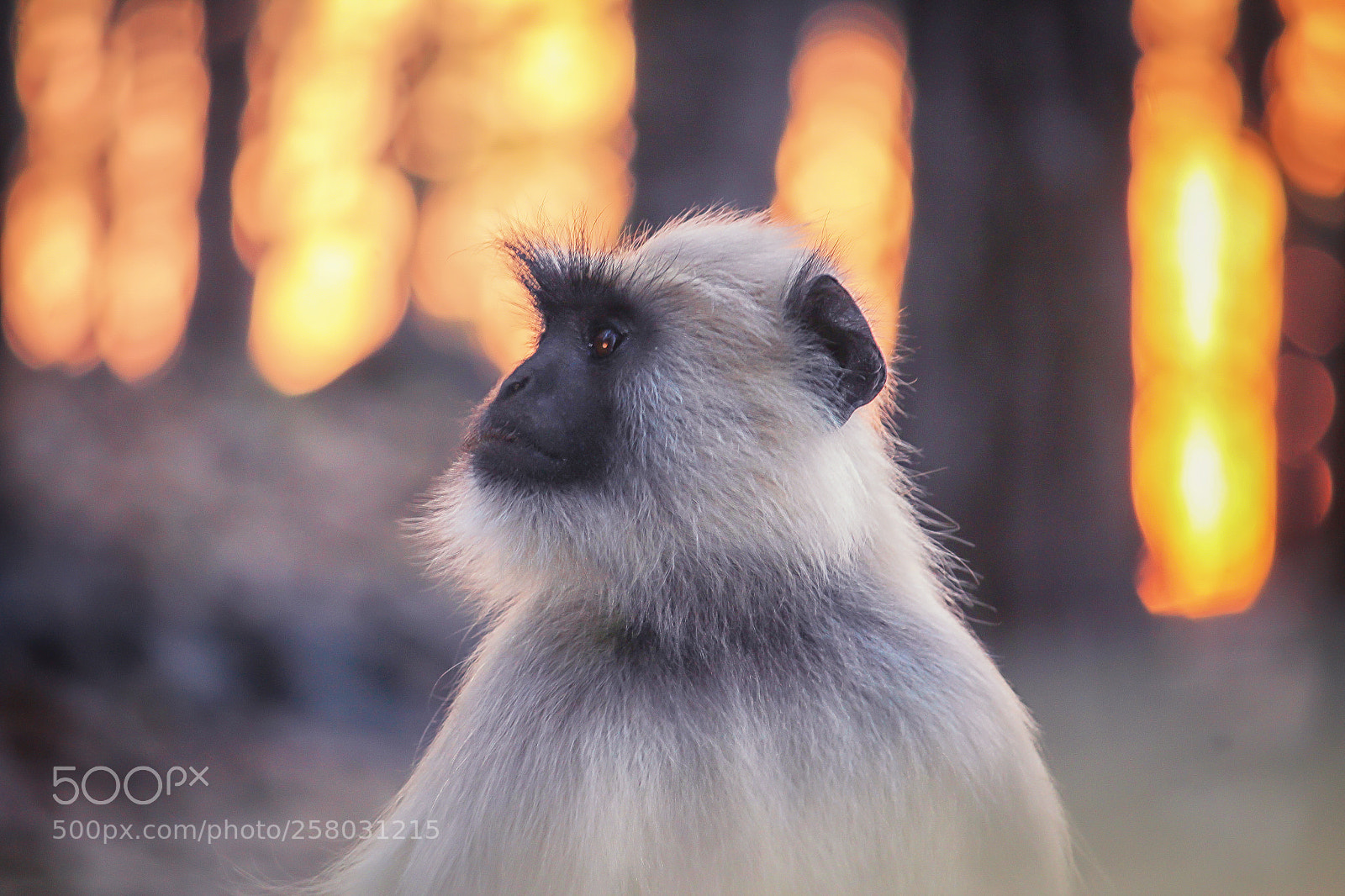 Canon EOS 1200D (EOS Rebel T5 / EOS Kiss X70 / EOS Hi) sample photo. Black mouth langur photography