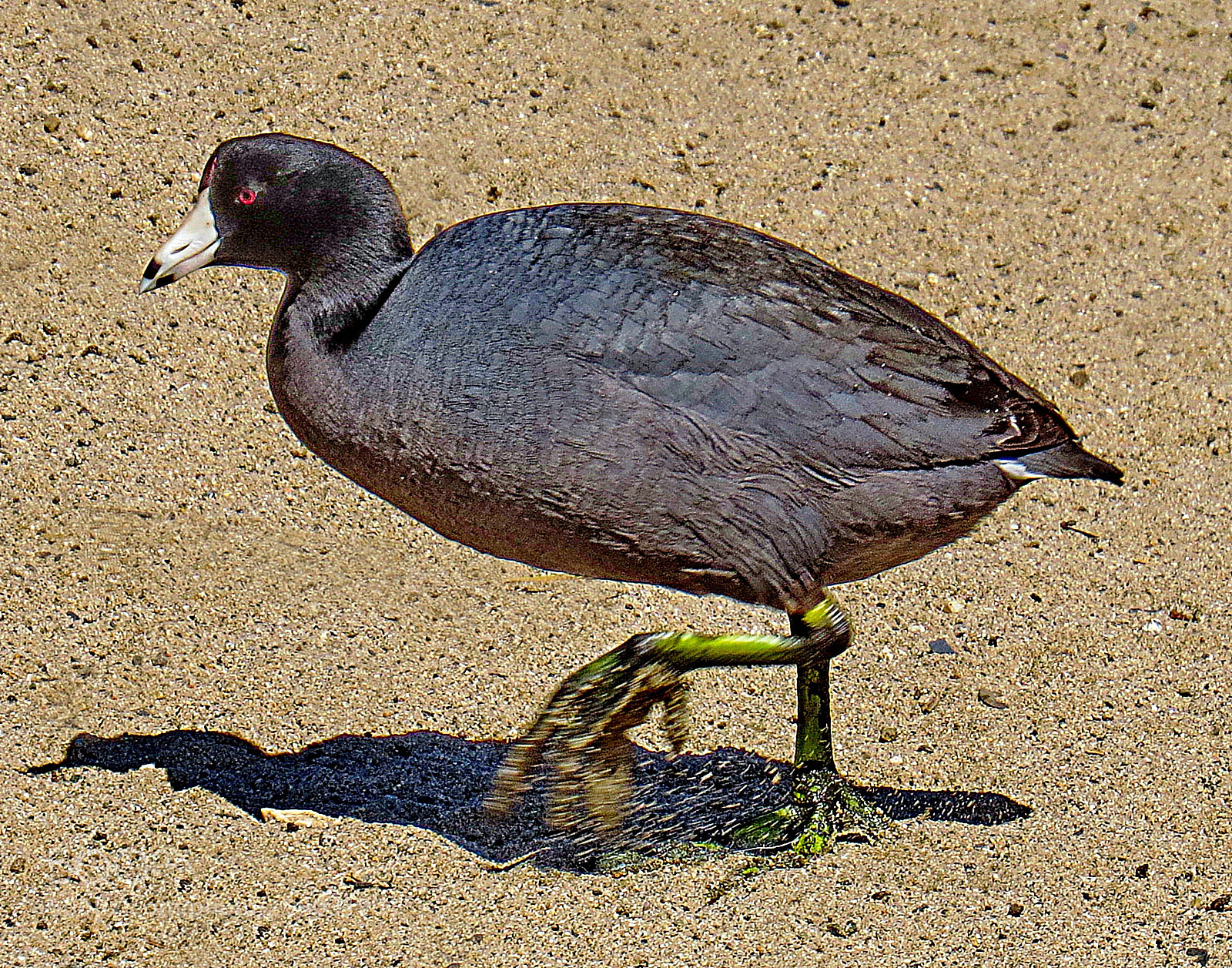 Canon PowerShot SX50 HS sample photo. A black seabird walking photography