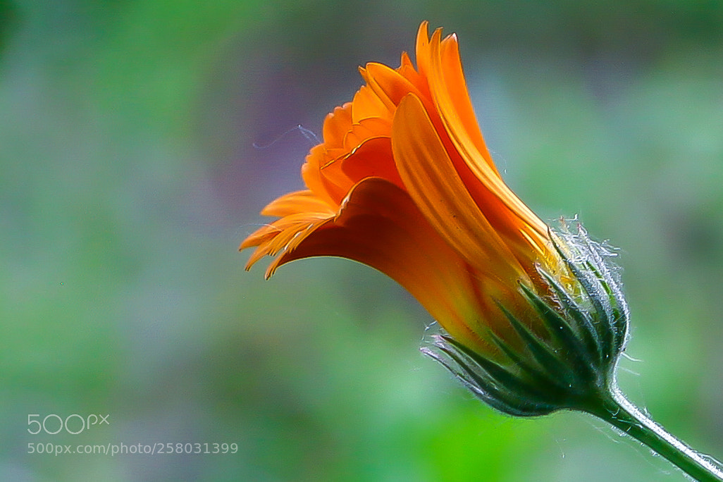 Canon EOS 5D Mark II sample photo. Feather knots photography