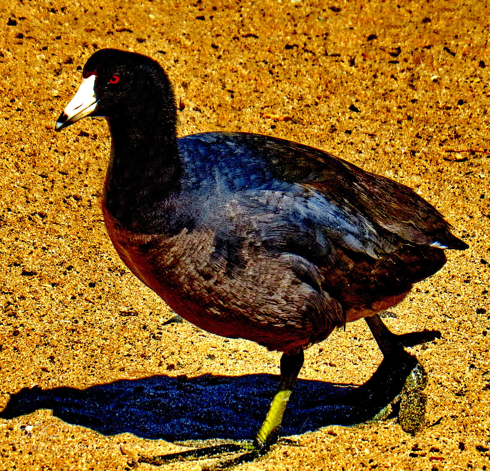 Canon PowerShot SX50 HS sample photo. A black seabird walking photography