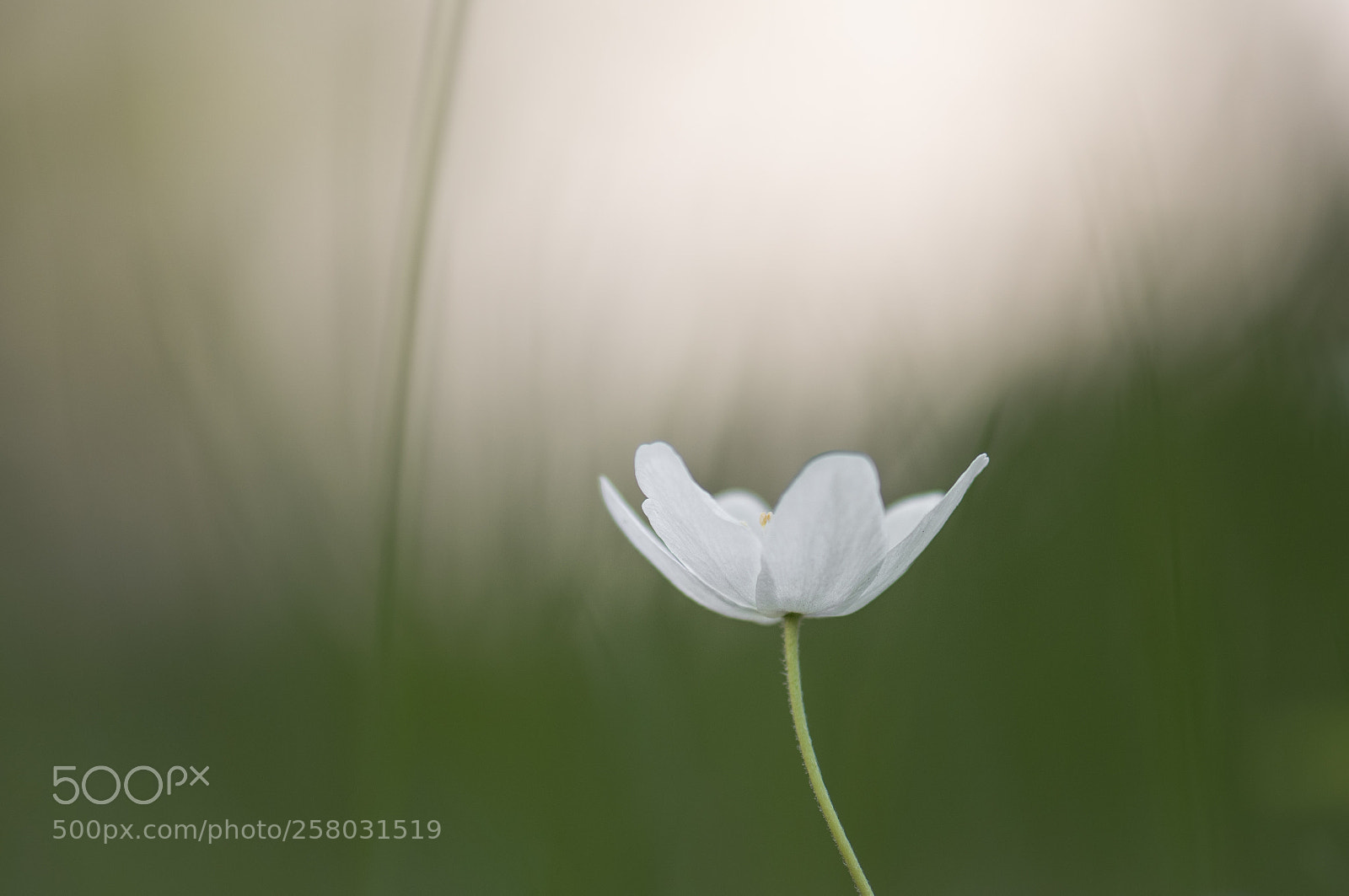 Nikon D810 sample photo. Untitled photography
