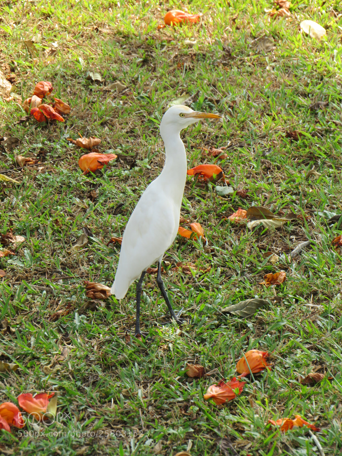 Canon PowerShot SX540 HS sample photo. Lovely photography
