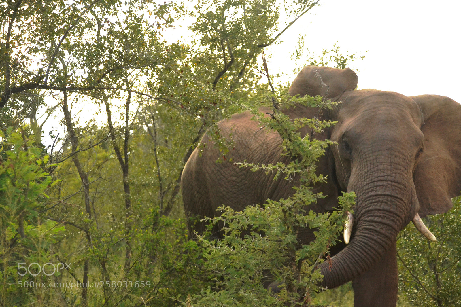 Nikon D3100 sample photo. When the elephant is photography